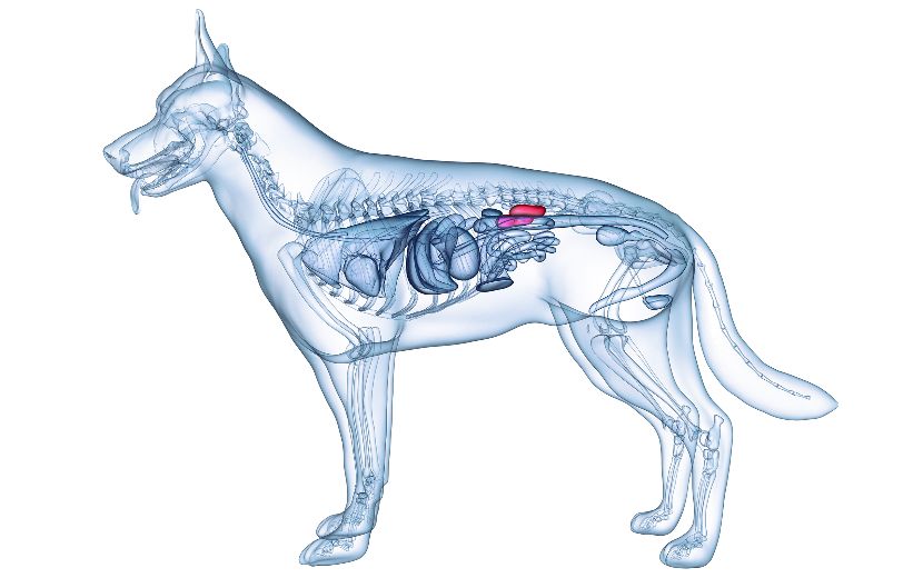Saúde renal nos cães